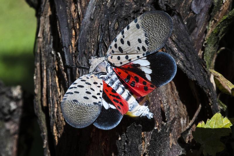This Sept. 19, 2019, file photo shows a spotted lanternfly at a vineyard in Kutztown, PA.