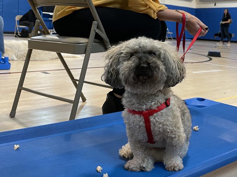 Cypress is the comfort dog at PS 81 in Ridgewood, Queens.