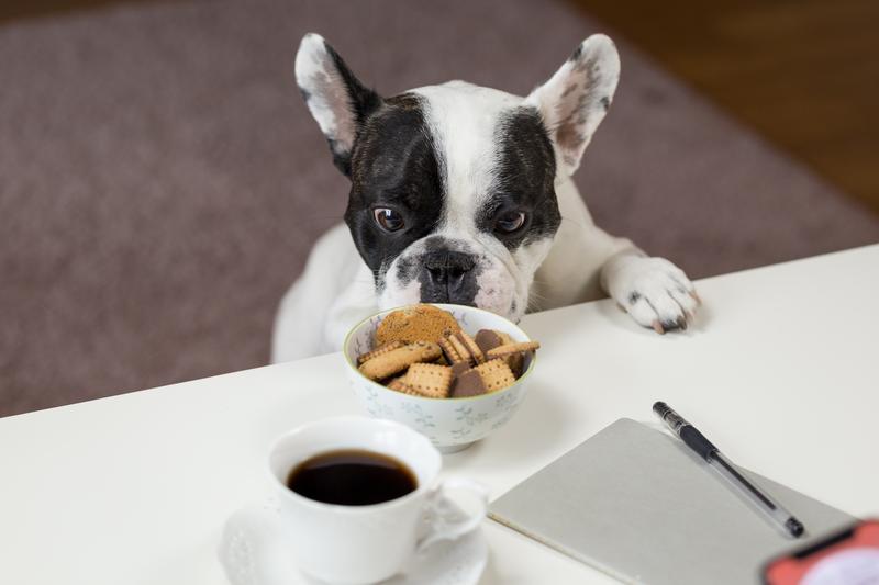 Boston Terrier Tea Bag Holder - French Bulldog Tea bag Holders