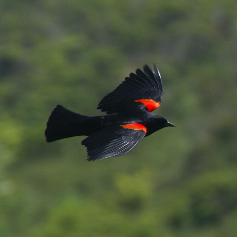 "Red-winged blackbird"