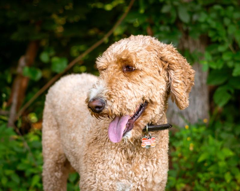 Beauregard loves classical music on WQXR, especially the sound of violins! To enjoy the music, he tilts his head to one side and lies down comfortably.