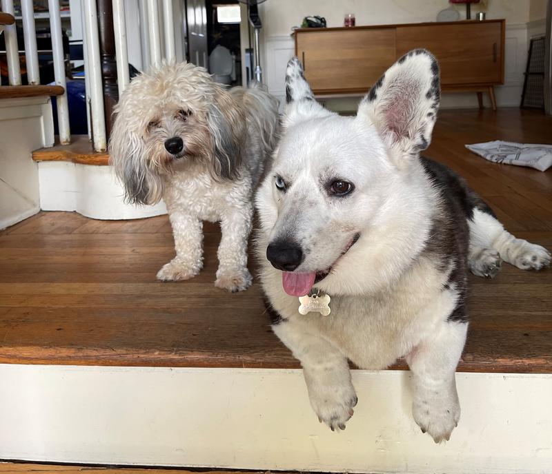 Lovie and Fiah may be different breeds and sizes, but loving WQXR brings them together.