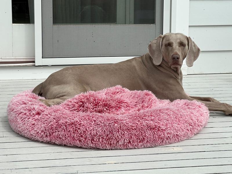 Peaches is a classical canine on Shelter Island, NY.