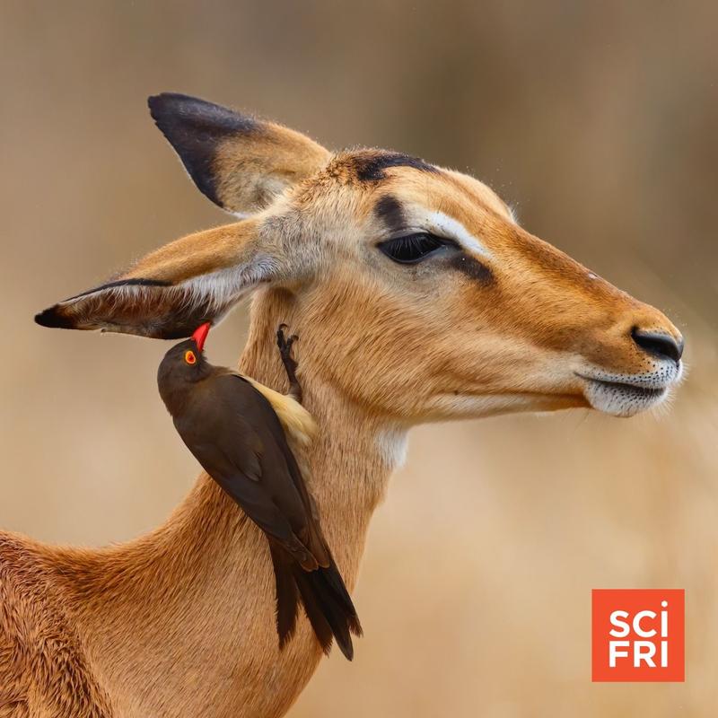 Teamwork Between Species Is The Key To Life Itself | Science Friday ...