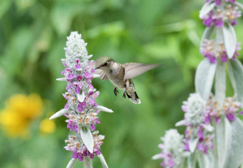 Ruby-throated hummingbird in a New Paltz garden!