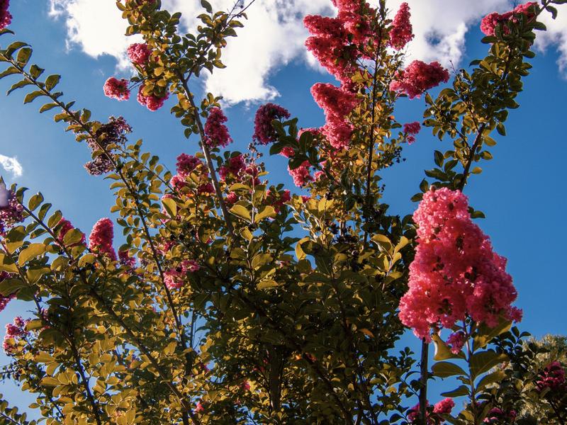 Crape Myrtles blooming in Nassau County.
