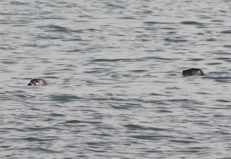 Two harbor seals swimming off Swinburne and Hoffman Islands near Staten Island.