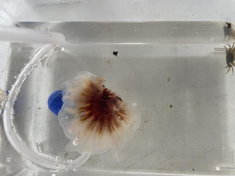 What looks like a Lion's Mane jellyfish found swimming in the Gowanus Canal