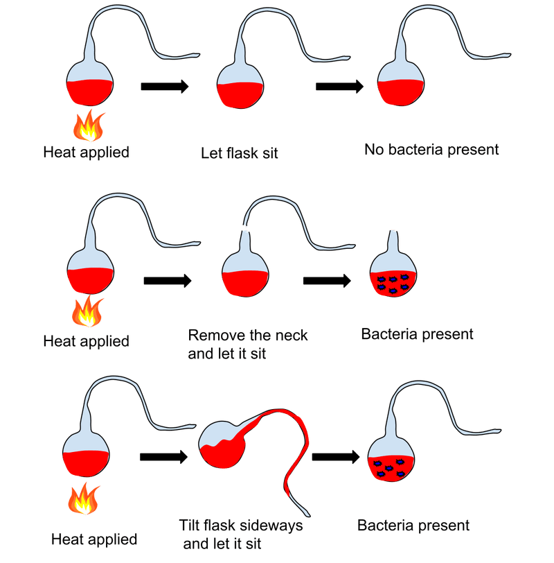 Illustration and explanation of Louis Pasteur's spontaneous generation experiment. 