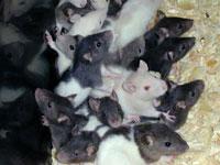 Rats! Lower Manhattan Subway Lines Infested | WNYC | New York Public ...