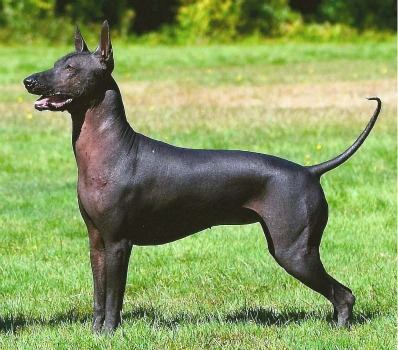 is xoloitzcuintli extinct