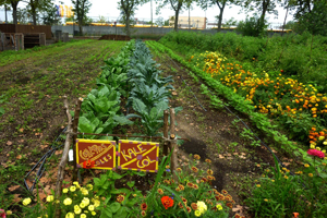 Red Hook Community Farm