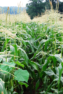 Cornfield