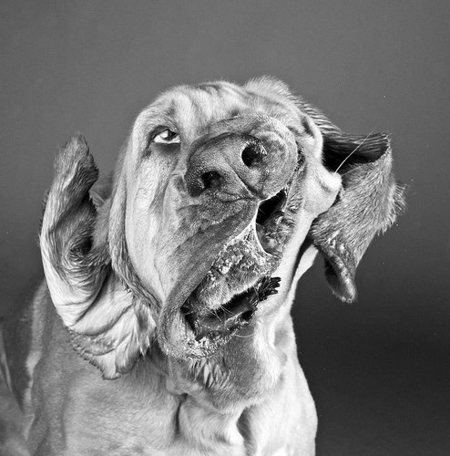Dog shaking 2