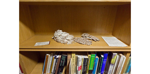 A cap and gloves left behind by the unknown paper sculptor