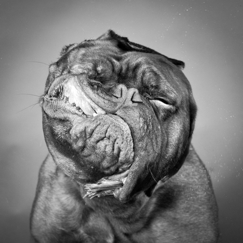 Dog shaking 4