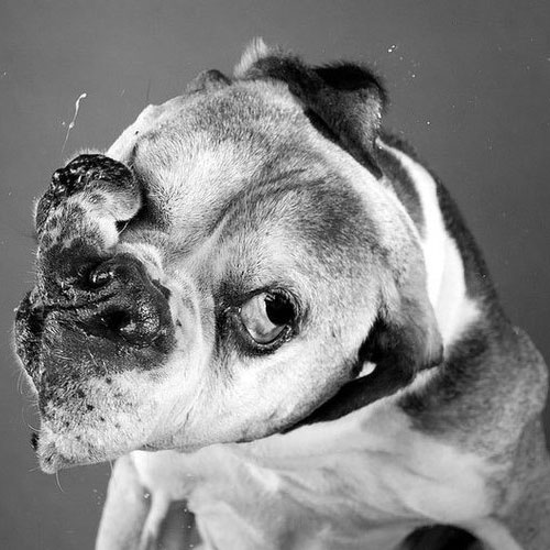 Dog shaking 5