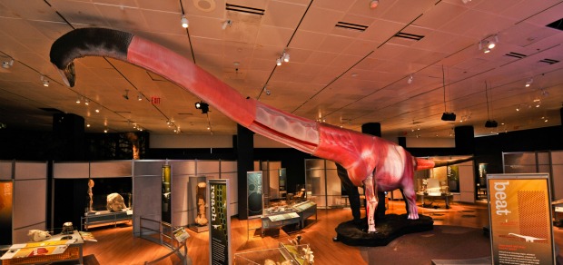 Mamenchisaurus model at AMNH.