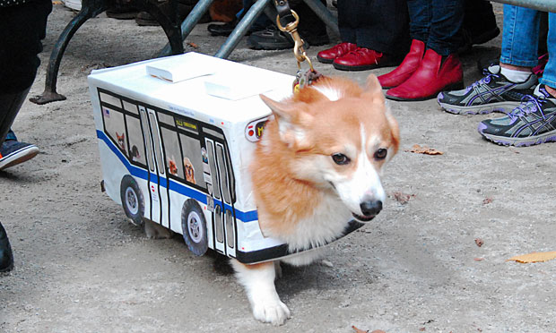 Winning Corgi