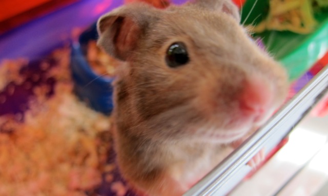 Gerbie the hamster