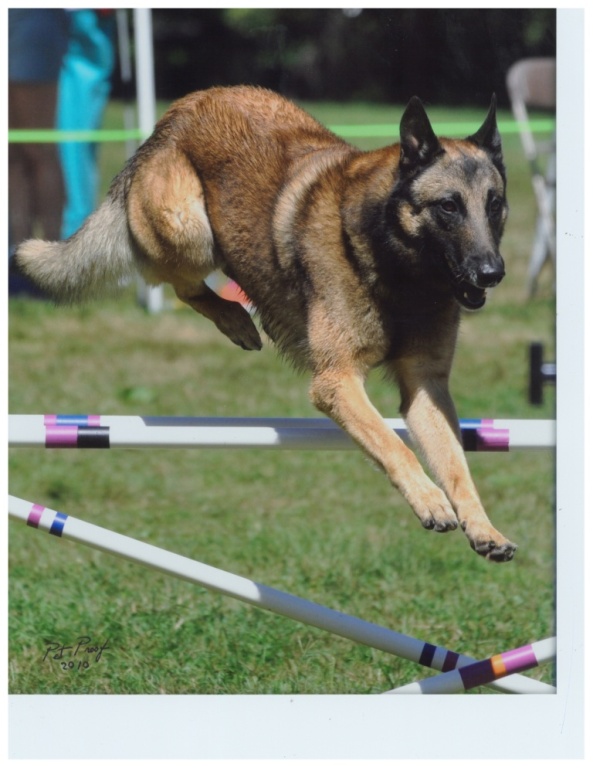 Hunter the Malinois