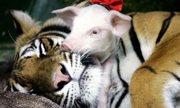 Tiger and piglet