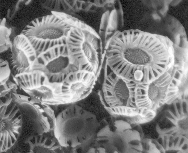 Virus attacking a coccolithophore