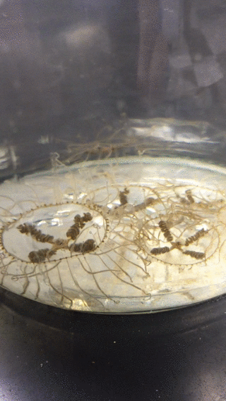 Clinging Jelly Pearl 2