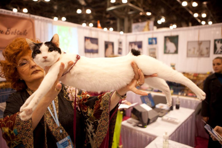 Japanese Bobtail