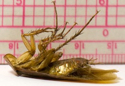 cockroach